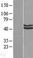 KATNAL2 Human Over-expression Lysate