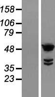 ODAD4 Human Over-expression Lysate