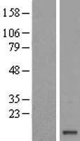 RAMAC Human Over-expression Lysate