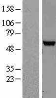 NUDT12 Human Over-expression Lysate