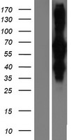 RILP Human Over-expression Lysate