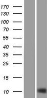SH3BGRL2 Human Over-expression Lysate
