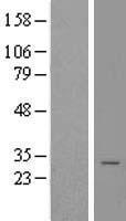 Calneuron 1 (CALN1) Human Over-expression Lysate
