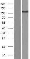 SLC4A9 Human Over-expression Lysate