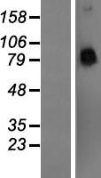 PCDHA4 Human Over-expression Lysate