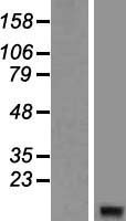 GNGT2 Human Over-expression Lysate