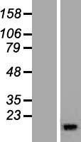 RBP5 Human Over-expression Lysate