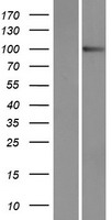 PCDHA9 Human Over-expression Lysate