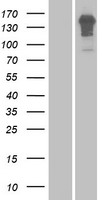 ENAM Human Over-expression Lysate