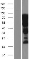 SH3KBP1 Human Over-expression Lysate