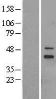MRPS5 Human Over-expression Lysate