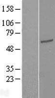 TEKT3 Human Over-expression Lysate