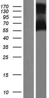 TBC1D10A Human Over-expression Lysate