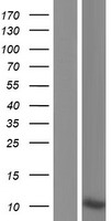 KRTAP17-1 Human Over-expression Lysate