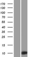 KRTAP3-2 Human Over-expression Lysate