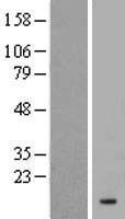 KRTAP3-1 Human Over-expression Lysate