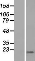 KRTAP1-5 Human Over-expression Lysate