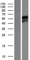 PTBP1 Human Over-expression Lysate