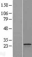 SPATA9 Human Over-expression Lysate