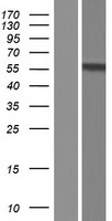 DMRTA2 Human Over-expression Lysate