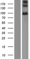 PCDHGB7 Human Over-expression Lysate