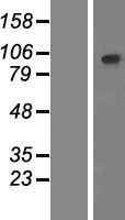 PCDHGB2 Human Over-expression Lysate