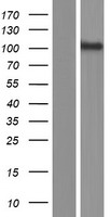 PCDHGA8 Human Over-expression Lysate