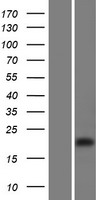 LRMDA Human Over-expression Lysate