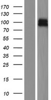 ZNRF3 Human Over-expression Lysate