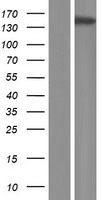 ATP11A Human Over-expression Lysate