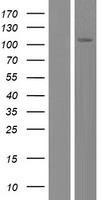 MINDY4 Human Over-expression Lysate