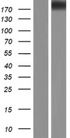 NLRC5 Human Over-expression Lysate