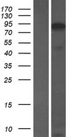 ANKRD20A1 Human Over-expression Lysate