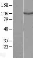 DRC7 Human Over-expression Lysate