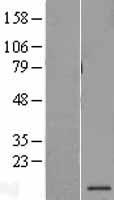 PSMG3 Human Over-expression Lysate