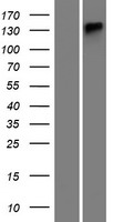 ATP13A4 Human Over-expression Lysate