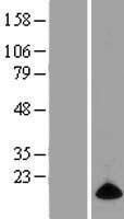ELOF1 Human Over-expression Lysate