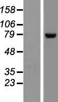 DNAJC14 Human Over-expression Lysate