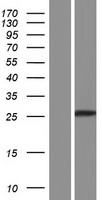 PAMM (FAM213A) Human Over-expression Lysate