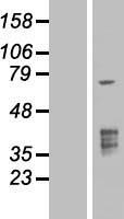 TMPRSS3 Human Over-expression Lysate