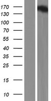 NEURL4 Human Over-expression Lysate