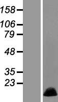 MRPL36 Human Over-expression Lysate