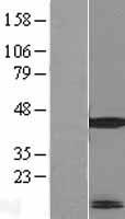 MRPL41 Human Over-expression Lysate