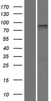 PDZD4 Human Over-expression Lysate