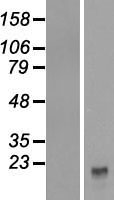 CFC1 Human Over-expression Lysate