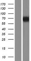KIRREL2 Human Over-expression Lysate