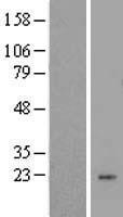 LYZL1 Human Over-expression Lysate