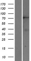 KIF2B Human Over-expression Lysate