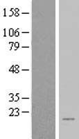 BEX2 Human Over-expression Lysate