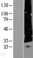 C22orf23 Human Over-expression Lysate